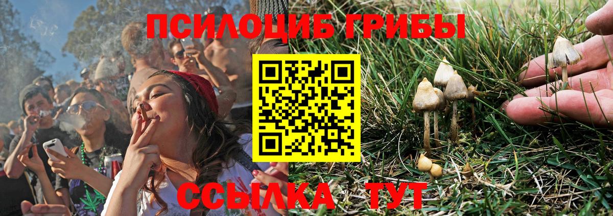купить наркоту  Вход с VPN  Раменское  Псилоцибиновые грибы Magic Shrooms  Псилоцибиновые грибы GOLDEN TEACHER 